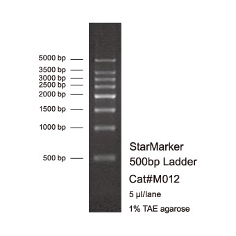 StarMarker 500 bp Ladder