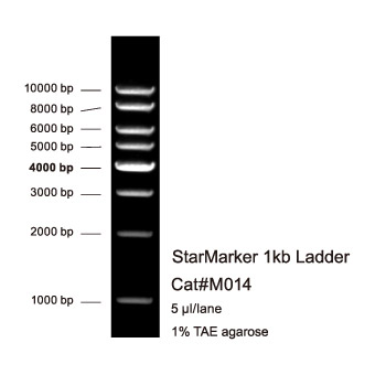StarMarker 1 kb Ladder