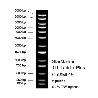 StarMarker 1 kb Ladder Plus