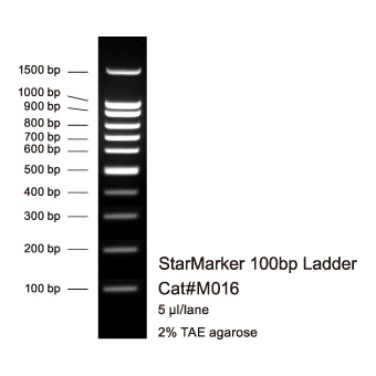 StarMarker 100 bp Ladder