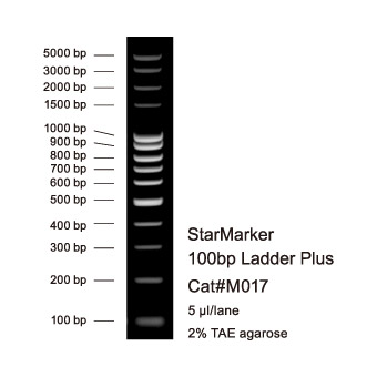 StarMarker 100 bp Ladder Plus