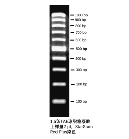 StarMarker 100bp Ladder III